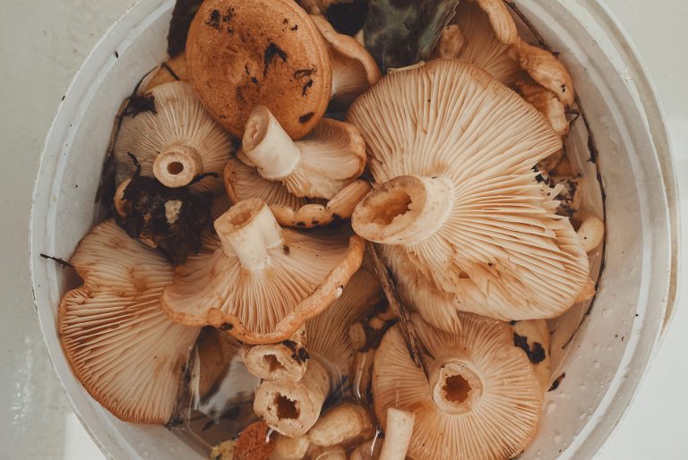 Umami Mushrooms