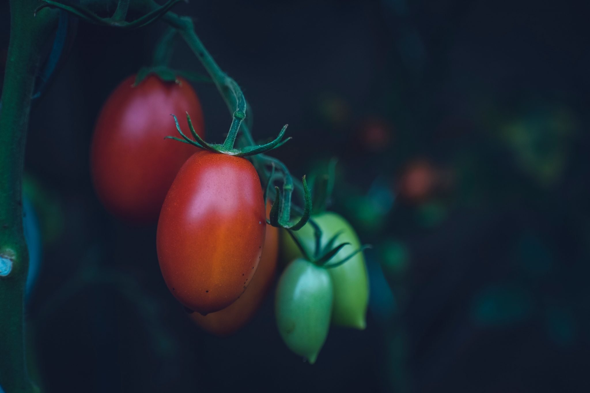 San Marzano tomatoes